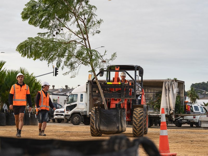 Robinsons crew moving a specimen tree into place at Pūtahi Park, Whangārei