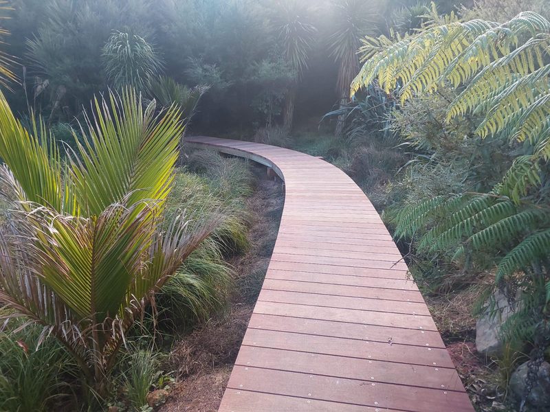 Curved hardwood boardwalk through native ferns and nīkau